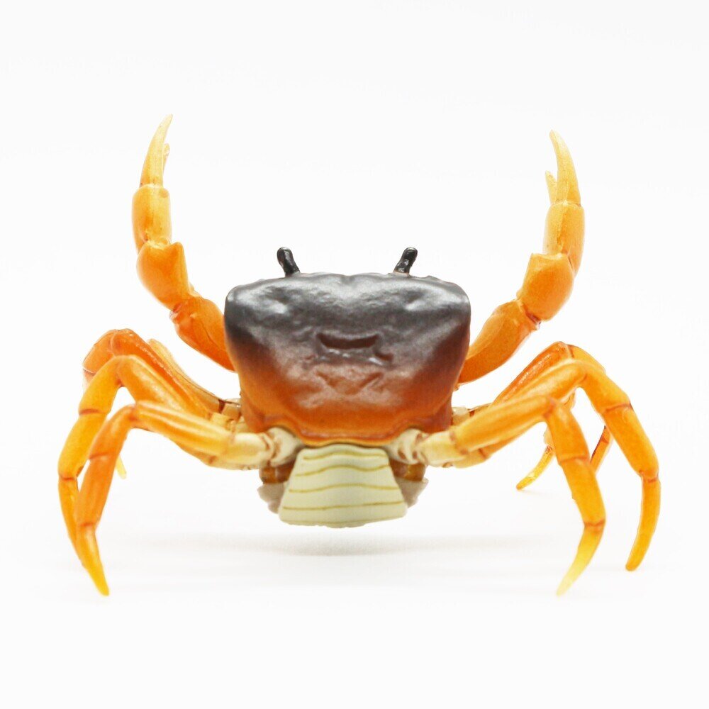【まとめ買い】 サワガニ 【Nature of Japan】 展示中 in Museum of ksynceo009 ソファベッド