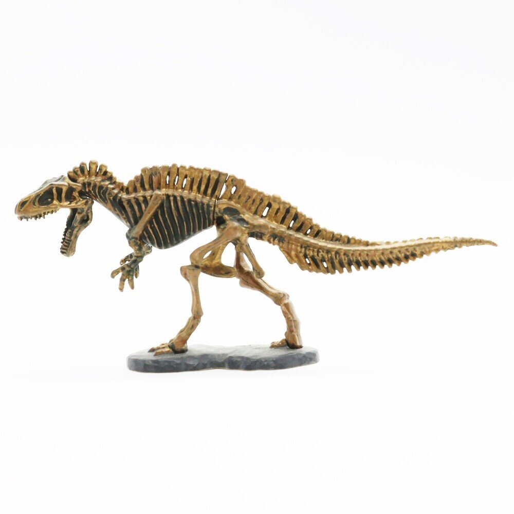 アクロカントサウルス 骨格 【DINOTALES 1】 展示中 in Museum