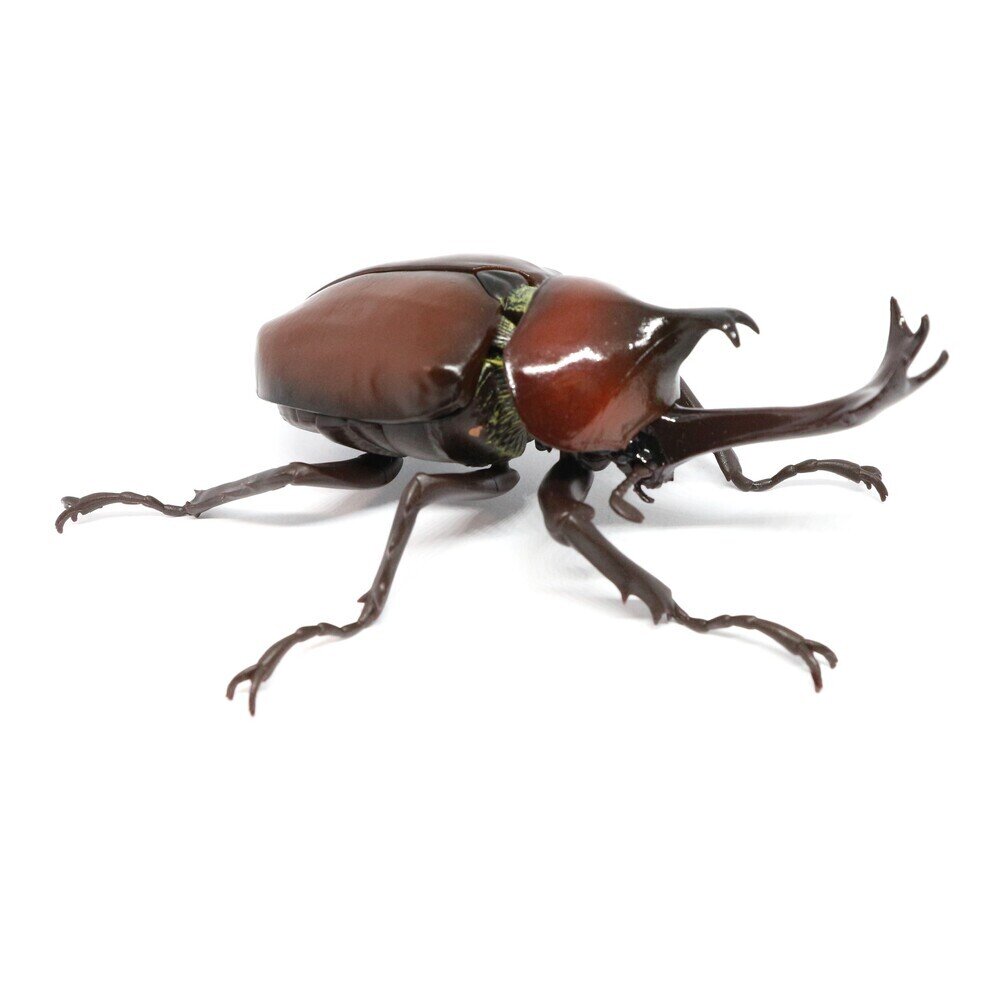 カブトムシ ヤマトカブトムシ（赤褐色） 【かぶとむし05】 展示中 in Museum
