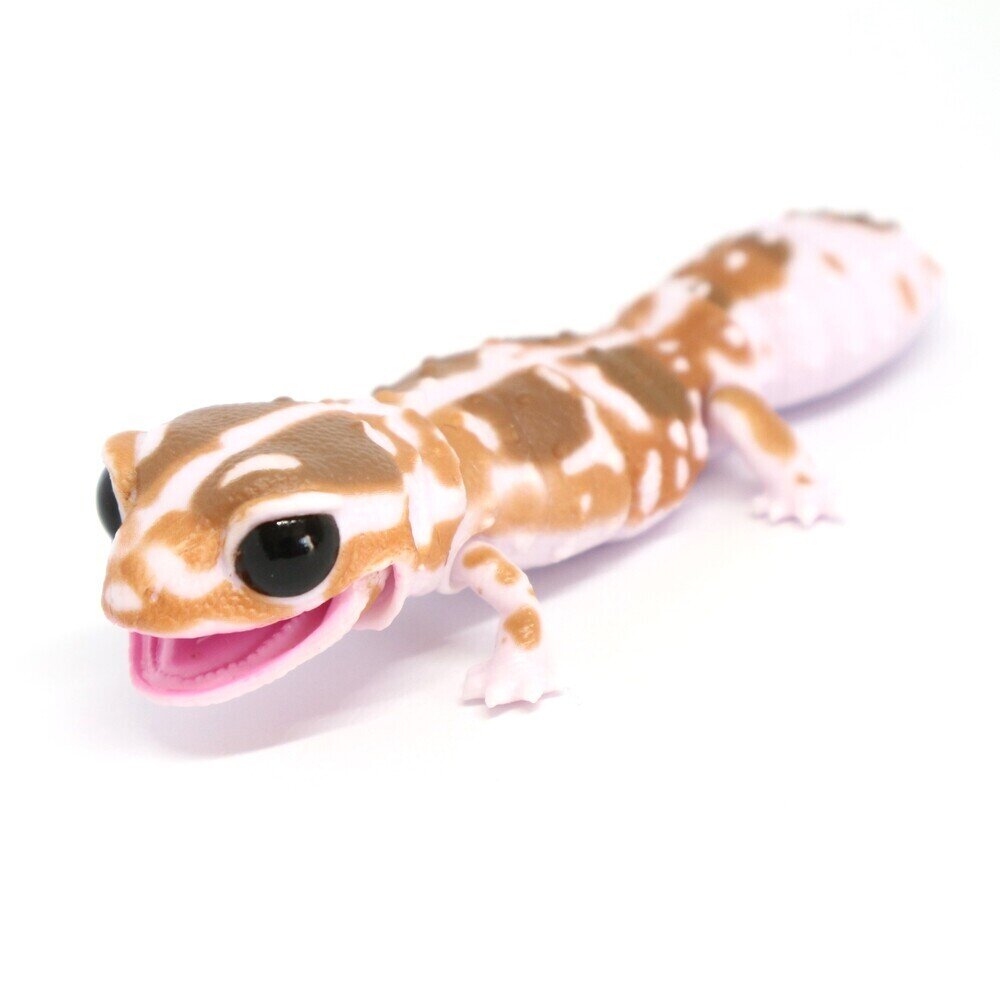 メキシコ トカゲのオブジェクト ニシアフリカトカゲモドキ♂No.7 | オーナーズフィッシュ