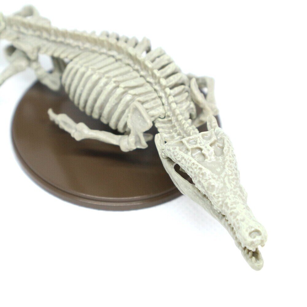 世界に一つ マチカネワニ 木彫 頭骨模型 16.5㎝ 価格応相談