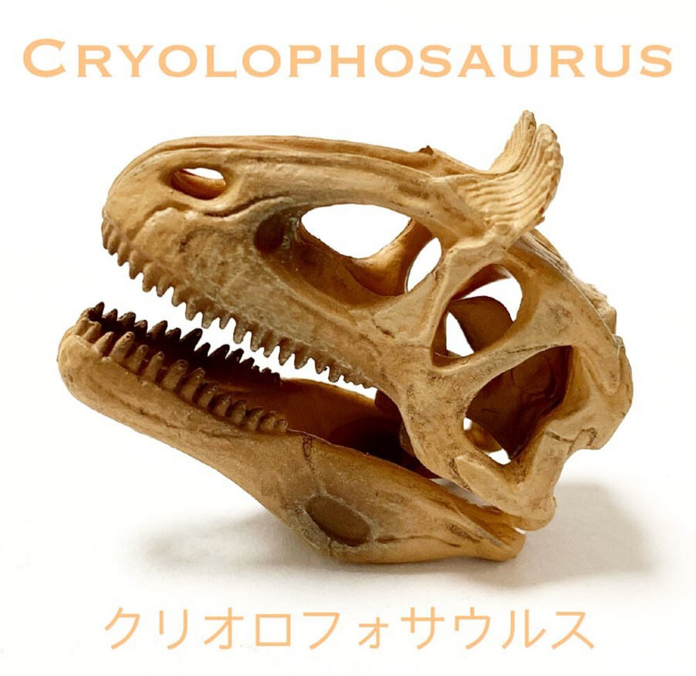 期間限定セール クリオロフォサウルス (頭骨) ［ローソン限定］ 展示中 in 生き物・恐竜