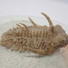 三葉虫26　Hoplolichoides conicotuberculatus