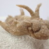 三葉虫26　Hoplolichoides conicotuberculatus