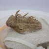 三葉虫26　Hoplolichoides conicotuberculatus