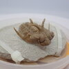 三葉虫26　Hoplolichoides conicotuberculatus