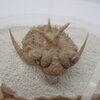 三葉虫26　Hoplolichoides conicotuberculatus