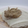 三葉虫26　Hoplolichoides conicotuberculatus