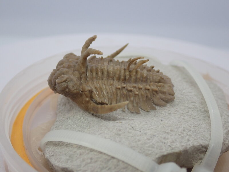 三葉虫26　Hoplolichoides conicotuberculatus