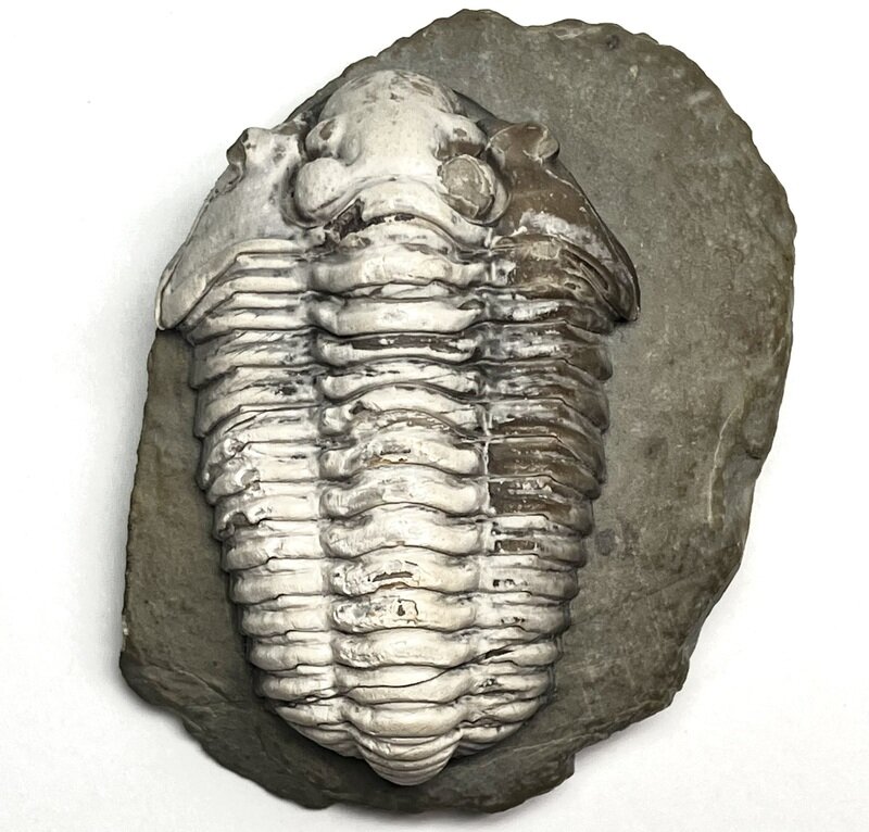 Calymene blumenbachii