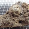 Phacops (Pedinopariops) degener