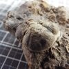 Phacops (Pedinopariops) degener