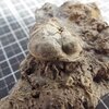 Phacops (Pedinopariops) degener