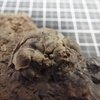 Phacops (Pedinopariops) degener
