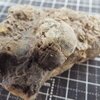 Phacops (Pedinopariops) degener