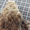 Phacops (Pedinopariops) degener
