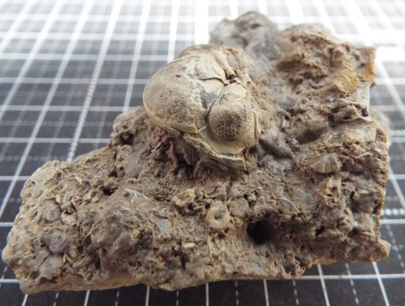 Phacops (Pedinopariops) degener